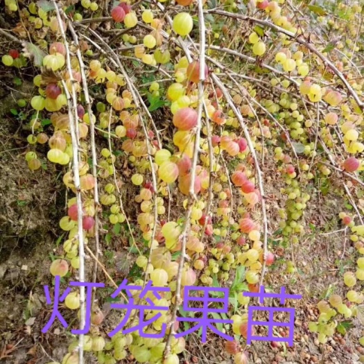 白山 灯笼果苗