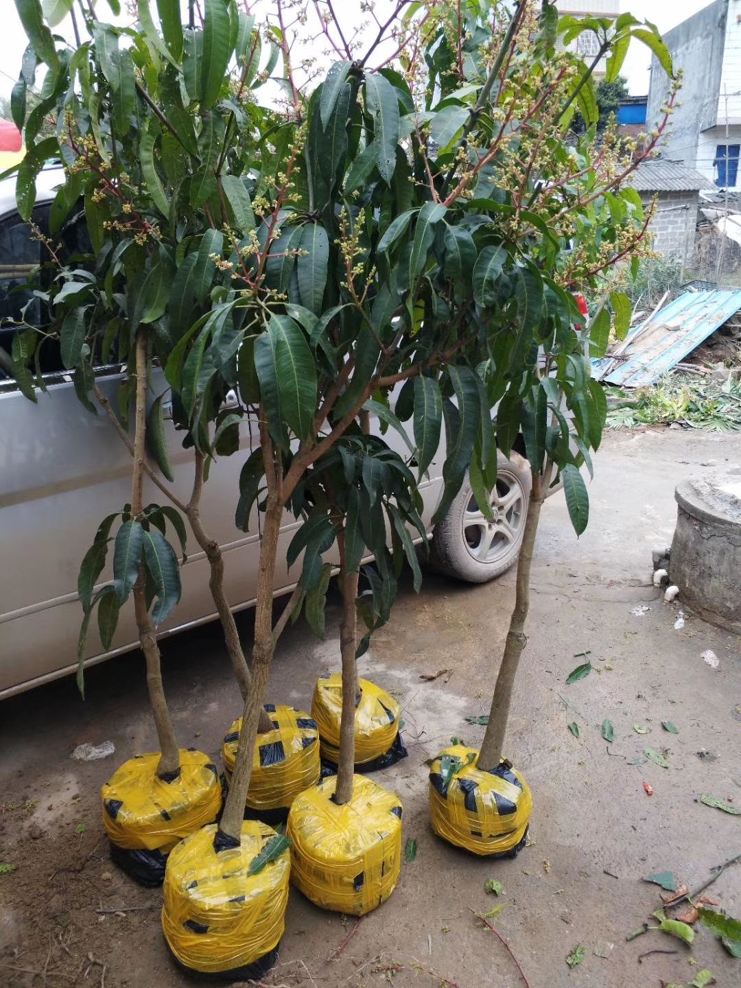  芒果苗嫁接金煌芒桂七芒台农芒四季芒红贵妃芒南北方种植当年结果