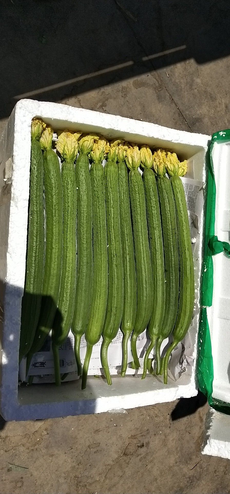 鲜花丝瓜 30~50cm