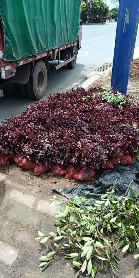 郴州黑珍珠红继木 红继木小苗，红继木球形