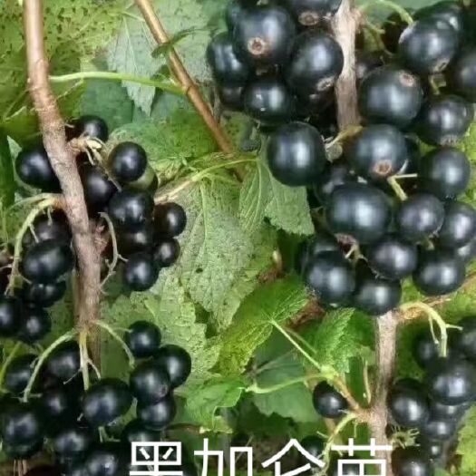 白山 黑加仑苗，别名:黑豆