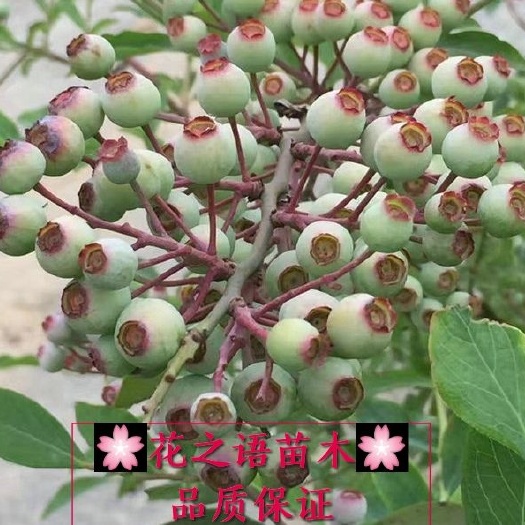 平邑县兔眼蓝莓苗 蓝莓树苗大苗盆栽地栽南北方室内外种植兔眼黑珍珠当年结果果树苗