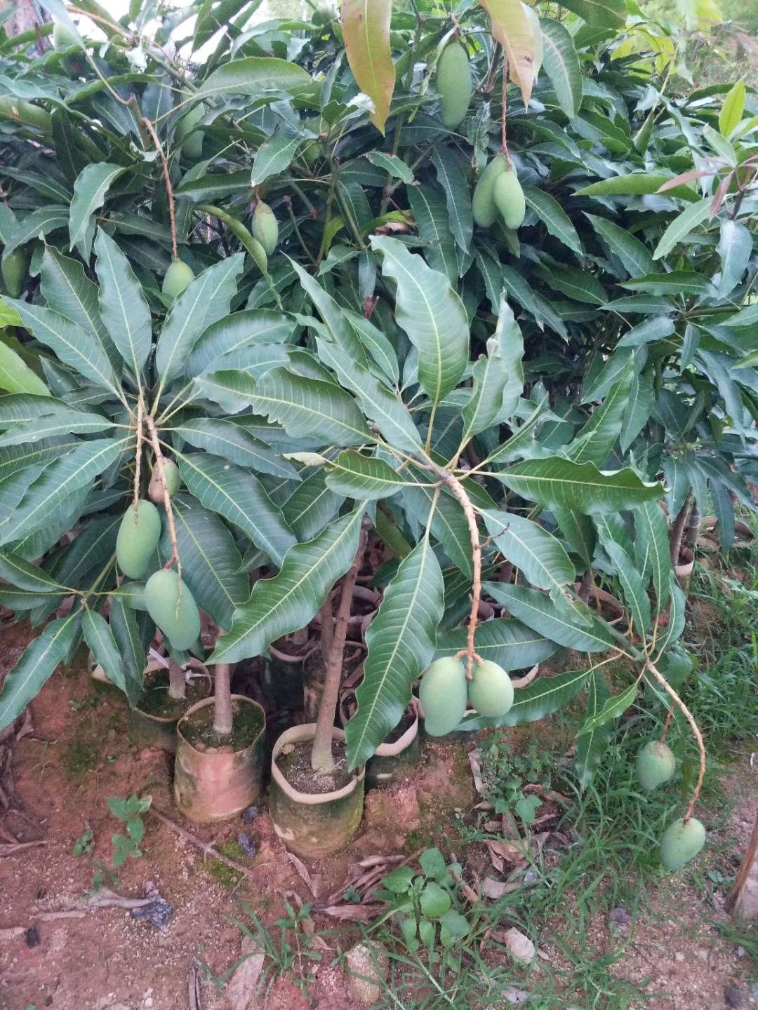  芒果苗嫁接金煌芒桂七芒台农芒四季芒红贵妃芒南北方种植当年结果