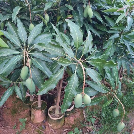 灵山县 芒果苗嫁接金煌芒桂七芒台农芒四季芒红贵妃芒南北方种植当年结果