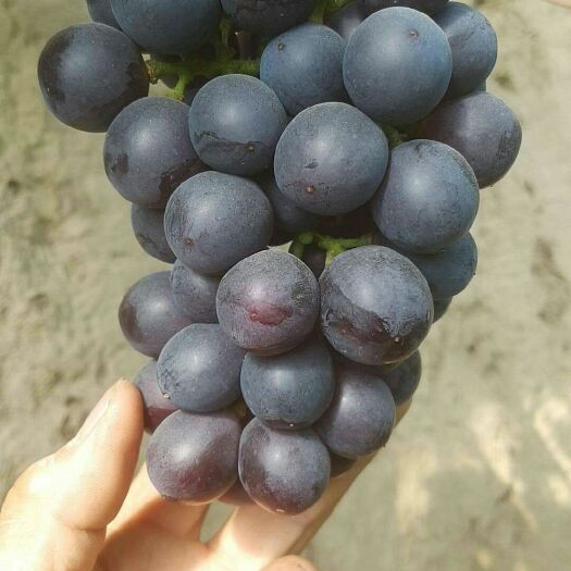 石家庄夏黑葡萄 大棚夏黑大量有货欢迎实地考察，价格便宜