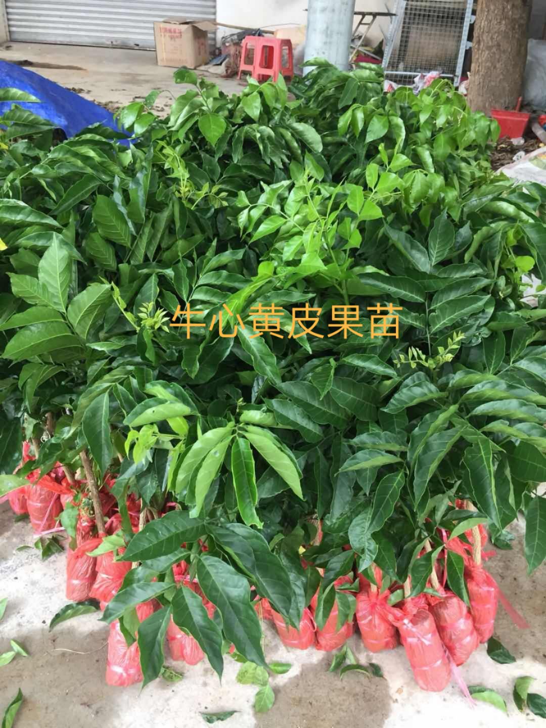 牛眼黄皮果苗  牛心黄皮果苗 牛眼 黄皮果苗 裸根/泥球/营养杯袋