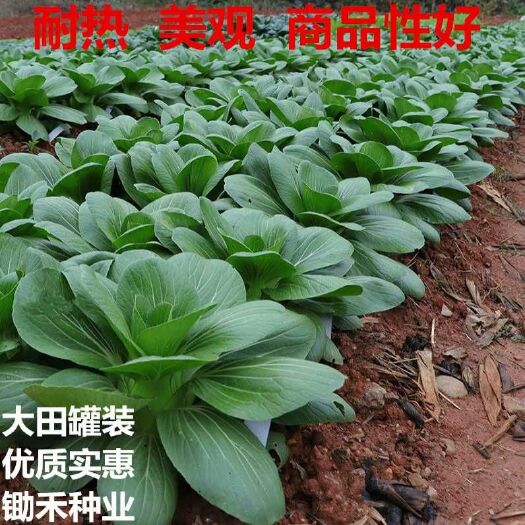 上海青 青菜合作社，国家扶贫项目，保证新鲜，货源就'在原阳