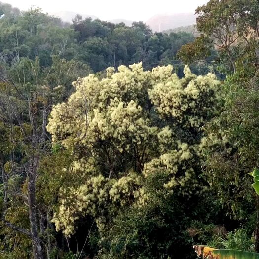 景洪市土蜂蜜 云南西双版纳中缅边境坚果基地边寨子自家养的蜂，天然