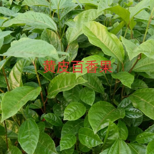 灵山县 百香果苗
