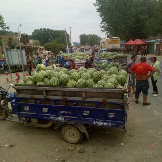 太和县8424西瓜  优质大棚8424美都大量上市需要的老板联系