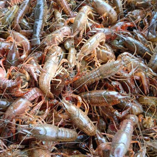 沭阳县青红虾 优质龙虾