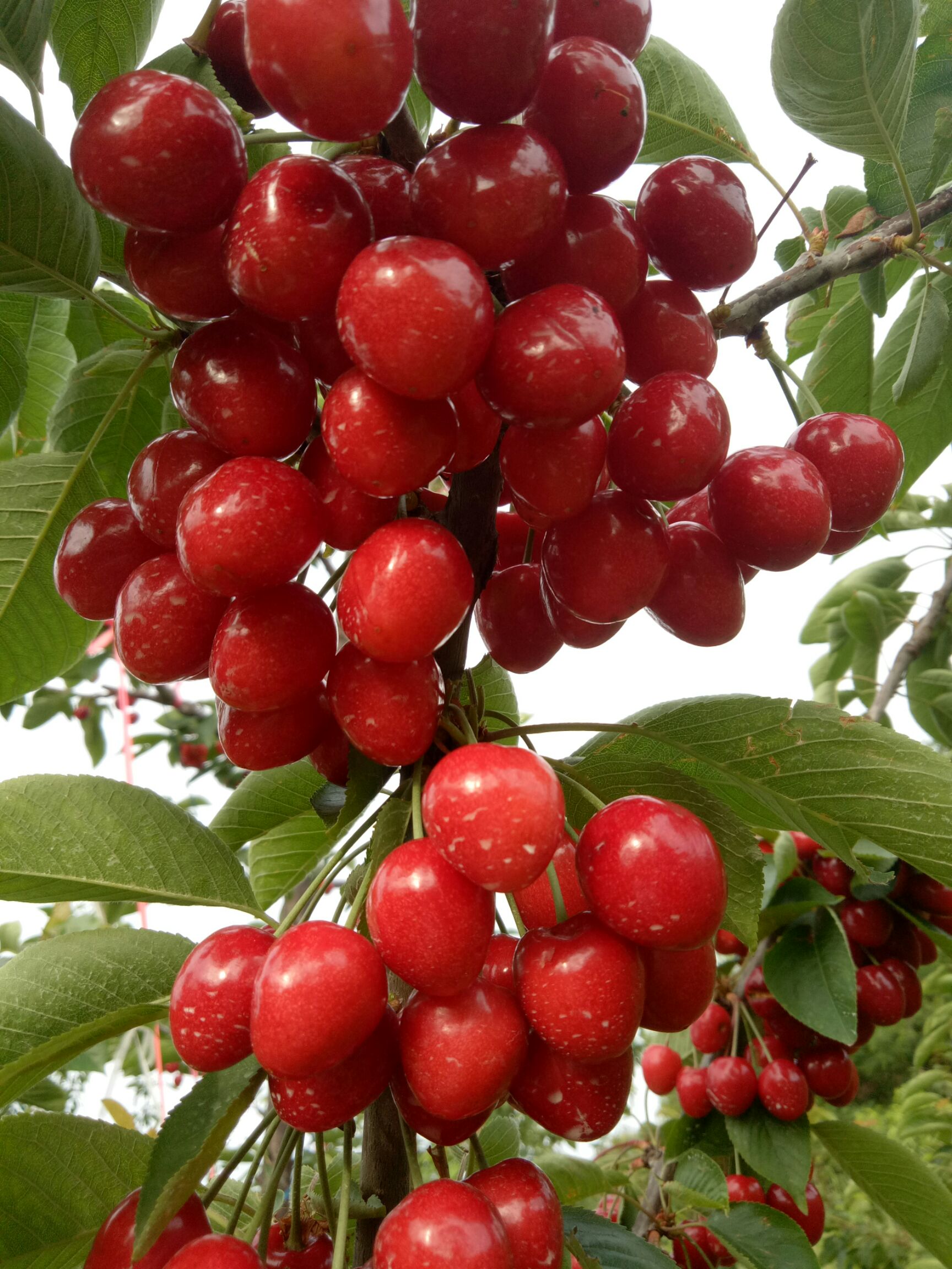  兩百多畝櫻桃核桃蘋果家庭農(nóng)場種植基地直銷現(xiàn)摘現(xiàn)發(fā)品質(zhì)保證