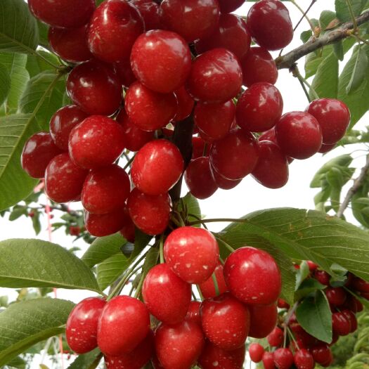 天水 两百多亩樱桃核桃苹果家庭农场种植基地直销现摘现发品质保证