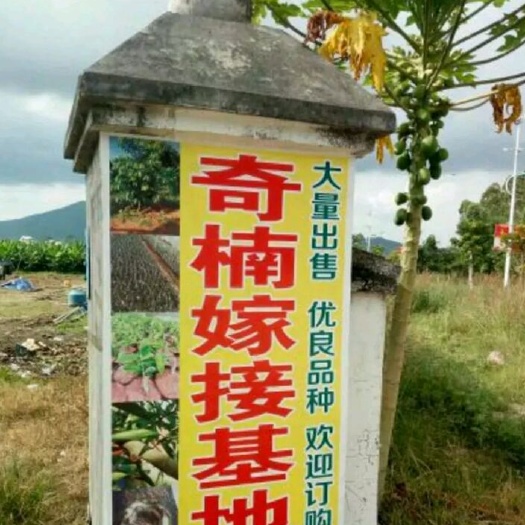 茂名奇楠沉香树 沉香苗嫁接棋楠苗
