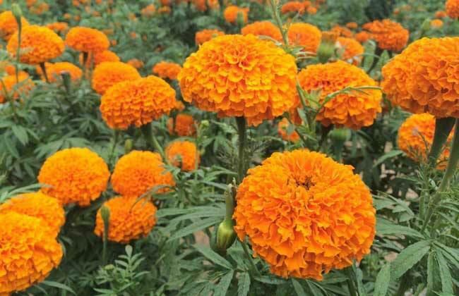 赤峰万寿菊种子（色素万寿菊）