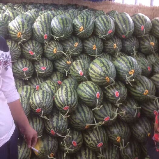 蒲城县 陕西大棚西瓜大量上市品质好甜度高