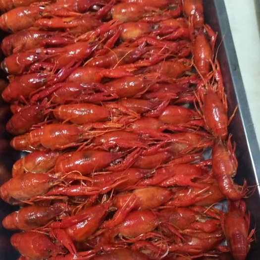 华容县潜江小龙虾 5-7钱 稻田虾