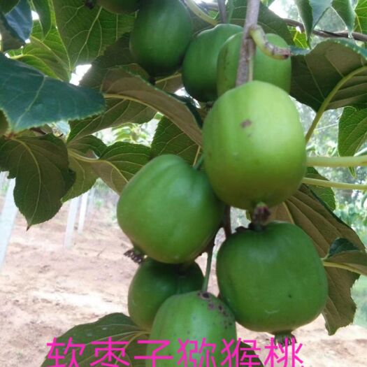 白山 软枣子猕猴桃苗