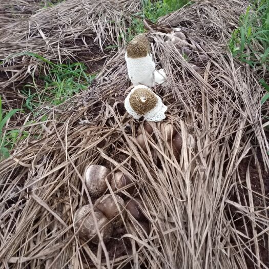 宜宾棘托竹荪 美食佳品