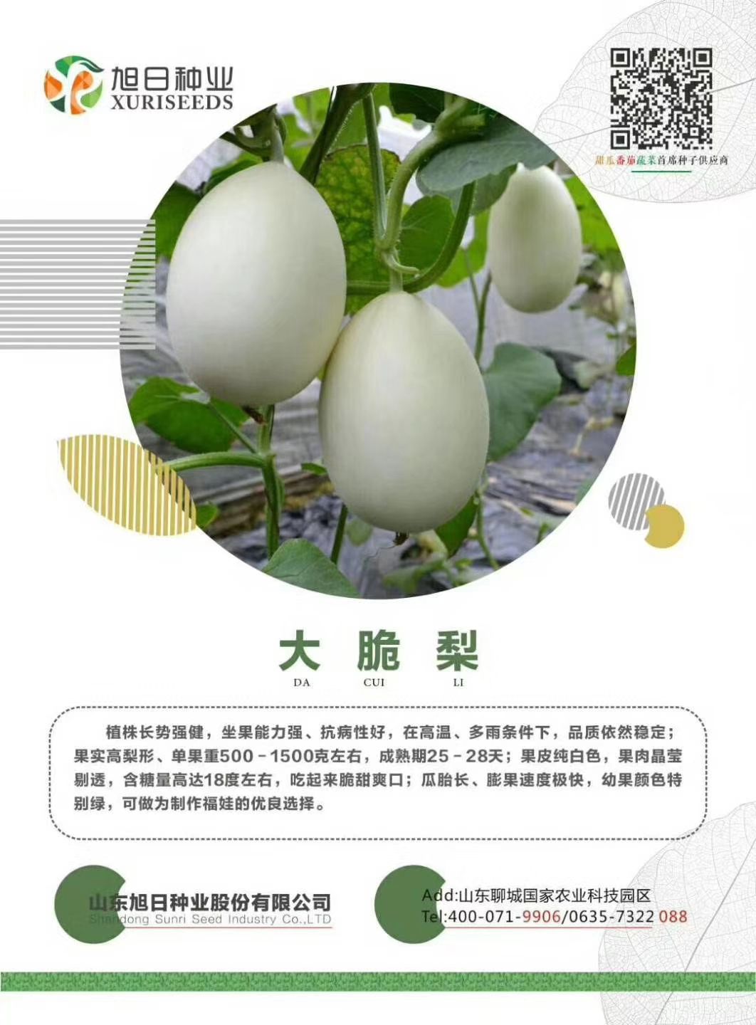 哈密瓜苗