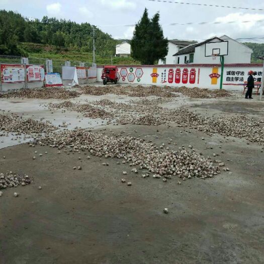 营山县 大蒜