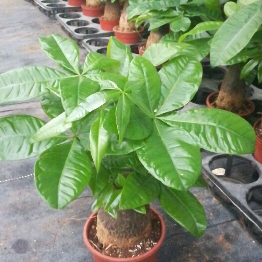 遂溪县盆栽发财树 120杯发财树小盆栽