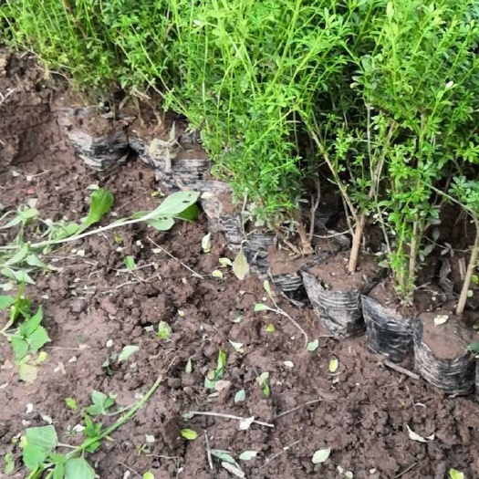 周至县营养钵迎春花，陕西迎春花，迎春花基地直销，迎春花产地直销，