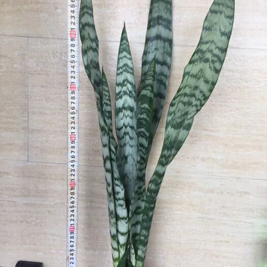 漳州虎皮兰  银脉虎 皮兰