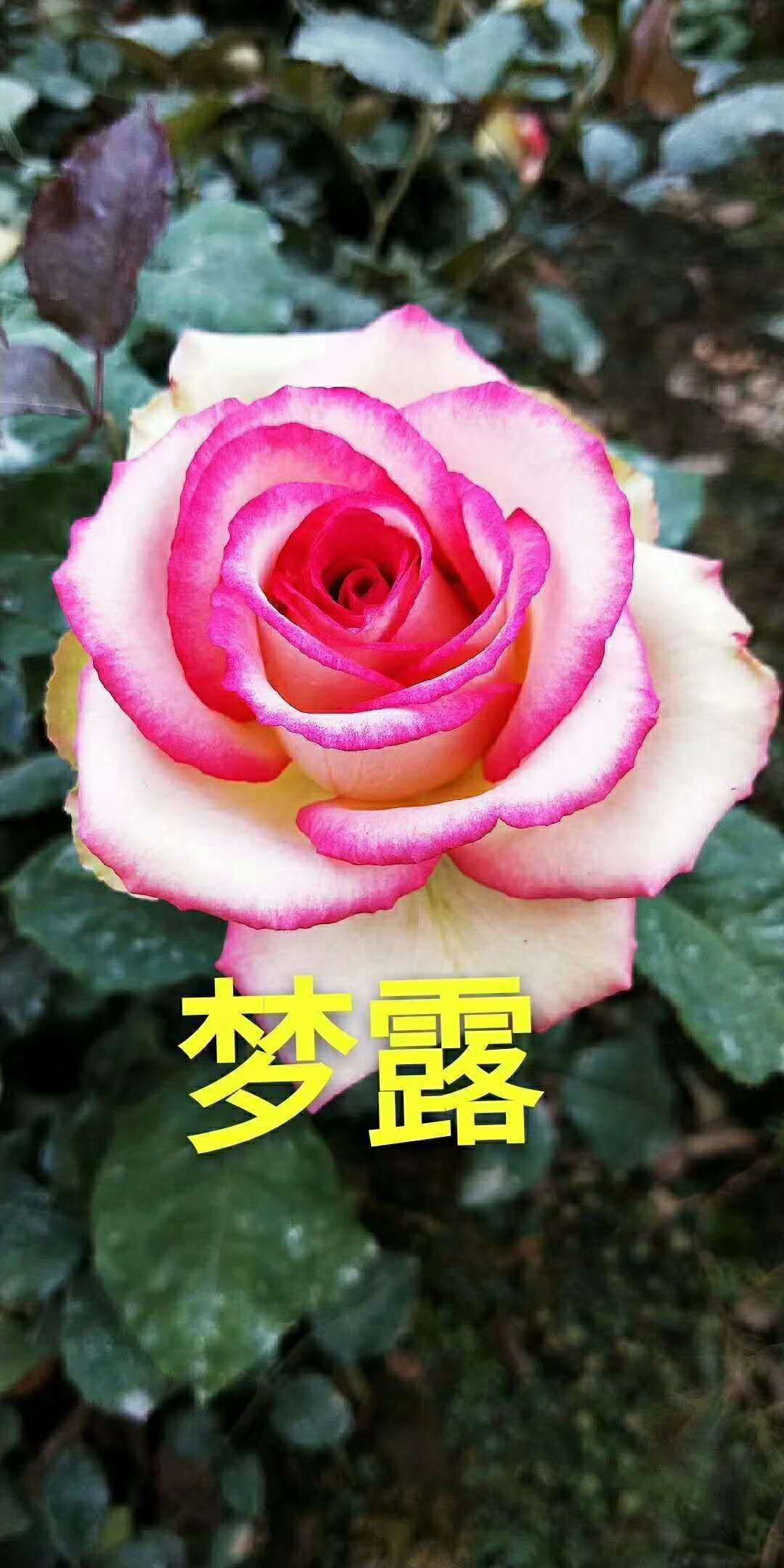 玫瑰大花苗