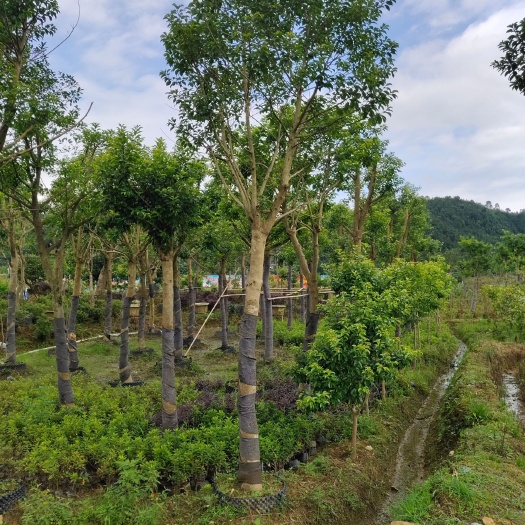 连山县铁冬青种植基地