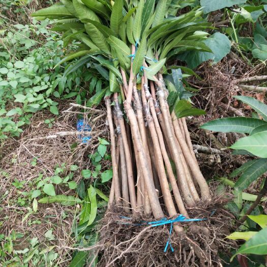 钦州金煌芒果苗 裸根金煌芒果出货