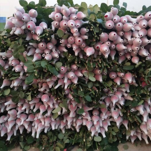 菏泽 玫瑰花