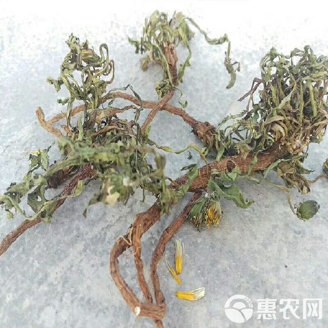 花草茶  蒲公英 茶男人健体茶