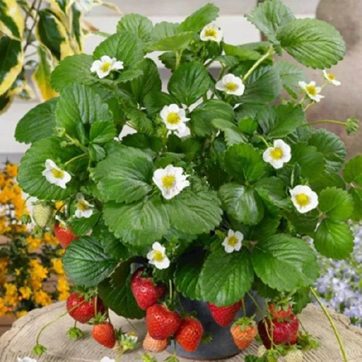 沭阳县四季草莓苗红颜 南北方种植当年结果 庭院种植草莓苗