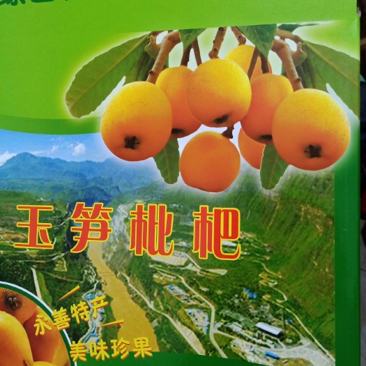 永善县大五星枇杷 1两以上