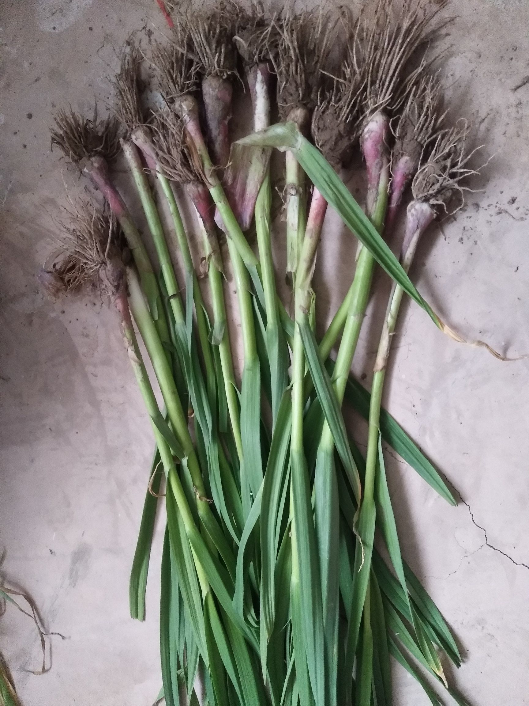 红根蒜苗 50 - 60cm