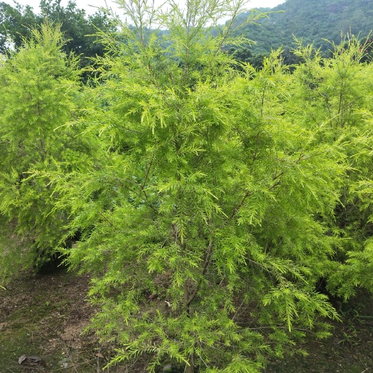 漳浦县 黄金宝树，黄金香柳，黄千层，大量现货供应