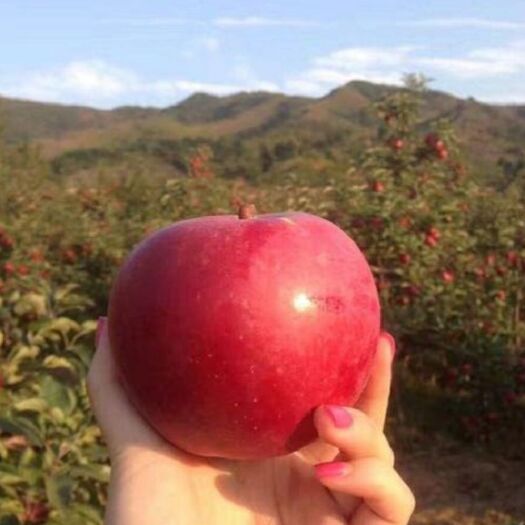 红肉苹果树苗 红肉苹果苗—产能、经济效益、早熟新品种