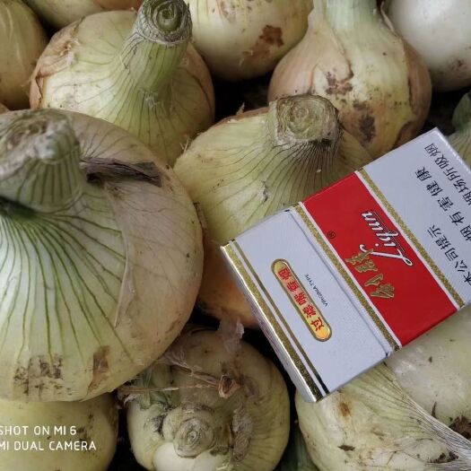 黄皮洋葱-基地直供-货源充足-保证质量。