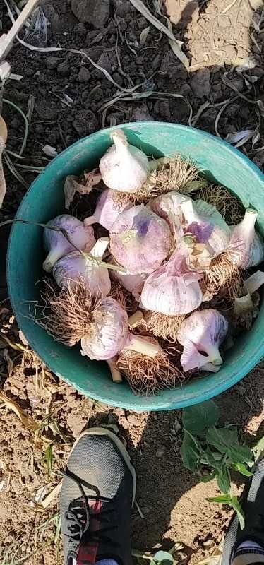大名县 新鲜红皮蒜 大蒜产地  万亩蒜田  请各位老板 尽快采购