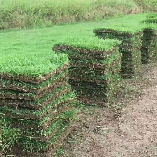 郴州马尼拉草皮  马尼拉草块，马尼拉草卷