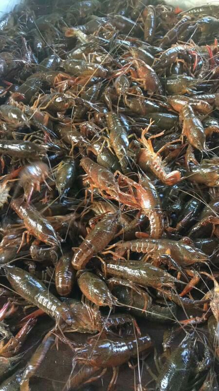 潜江市潜江小龙虾 潜江稻田虾 规格硬 包物流
