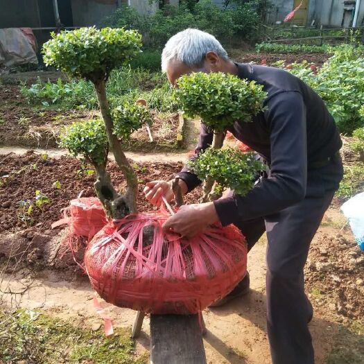 南昌赤楠盆栽 大型种植基地（小叶赤楠 盆景 地栽）拆迁屯地 房屋别墅装饰
