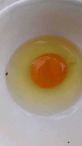土鸡蛋  品种花凤 新阳黑 海兰灰 大午金凤 粉八粉六 农五