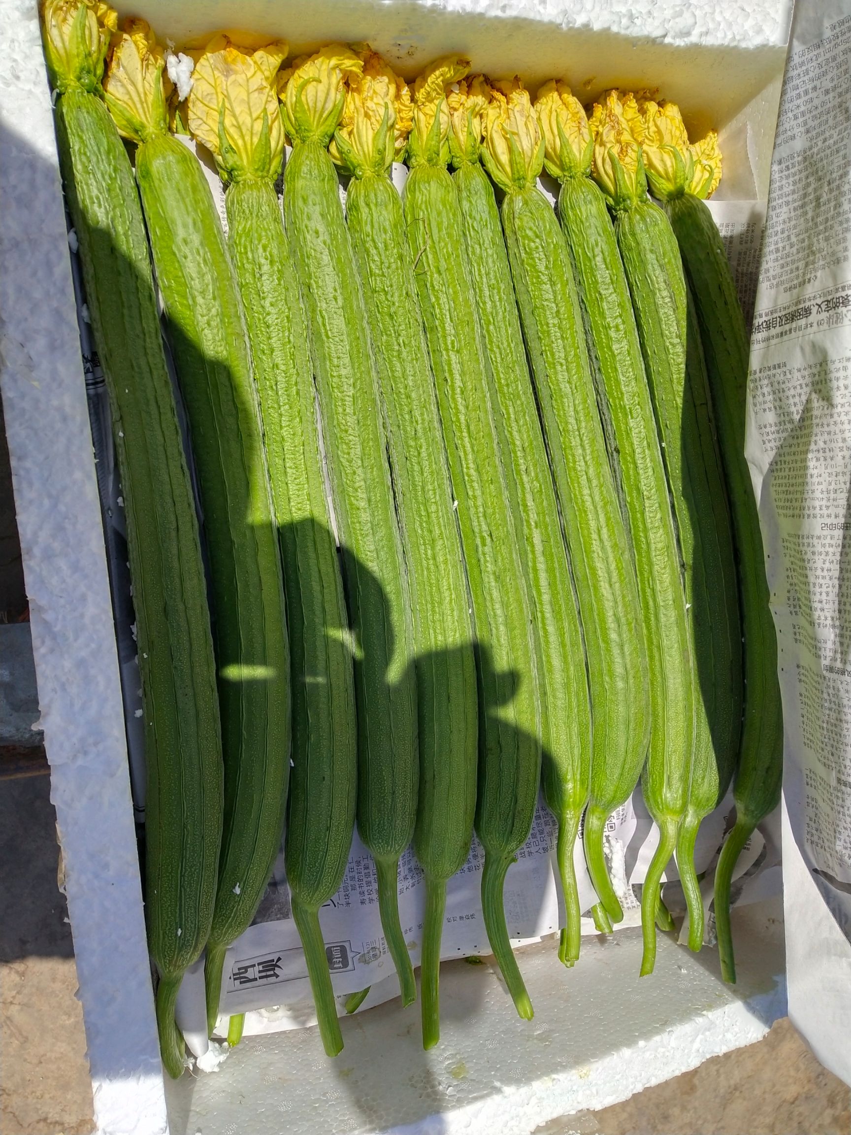 鲜花丝瓜 30~50cm