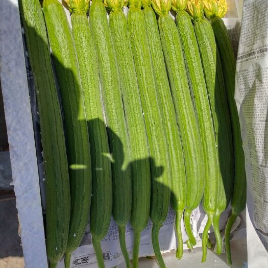 西昌市鲜花丝瓜 30~50cm