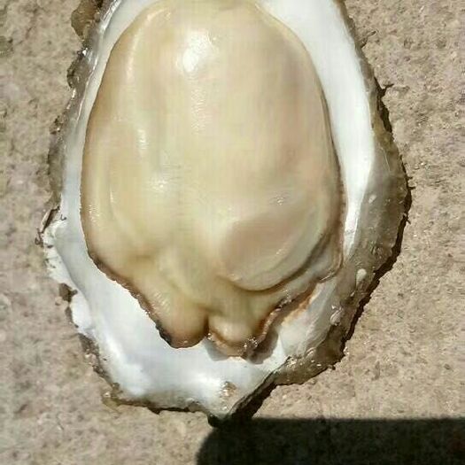 庄河市净化蚝 大连耗