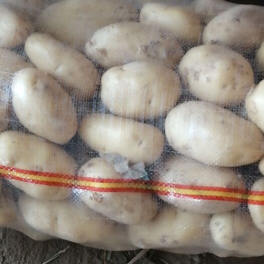 通许县荷兰15  荷兰土豆冷库大量有货