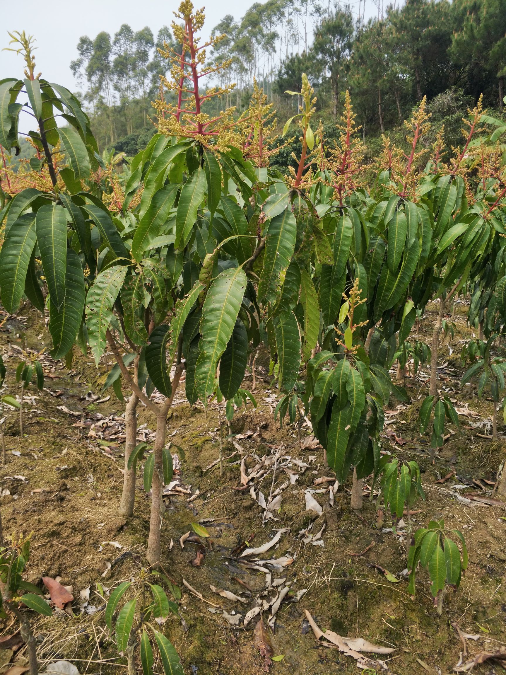  芒果苗嫁接金煌芒桂七芒台农芒四季芒红贵妃芒南北方种植当年结果