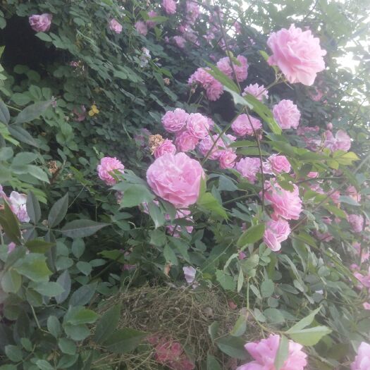 重庆市月季苗 月季花苗